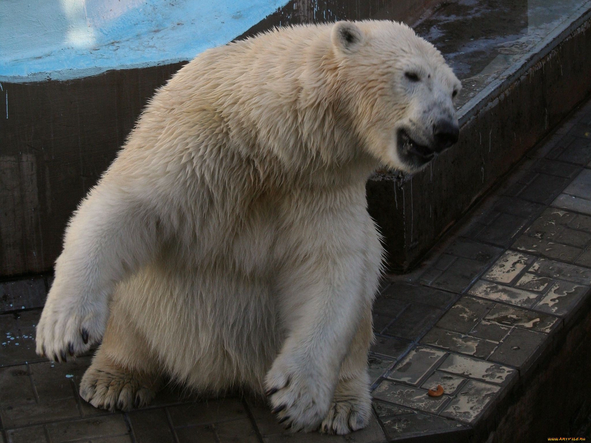 , , polar, bear, , 